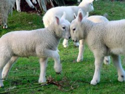 Праздник Курбан-Байрам (Ид Аль-Адха). Описание. Даты. Праздник Курбан-Байрам (Ид Аль-Адха). Описание. Даты.